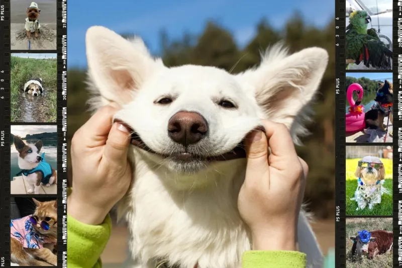 Submit Pictures For the 2026 Idaho Summer Pet Photo Contest