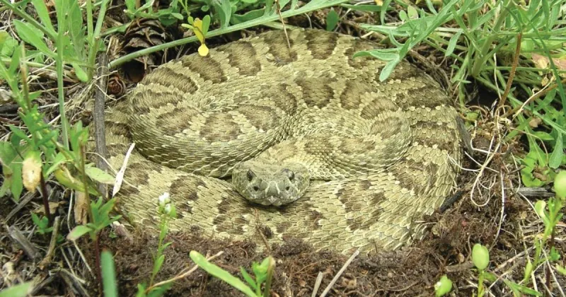 Snakebit: Magic Valley children suffer rattlesnake bites