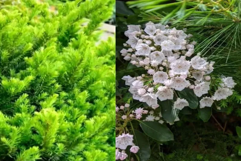 Pet Killers: Greenery To Watch Out For On Your Idaho Property