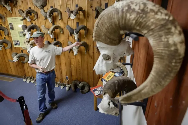 'They're Idaho horns': The cowboys, hunters and conservationists behind Lewiston's bighorn collection