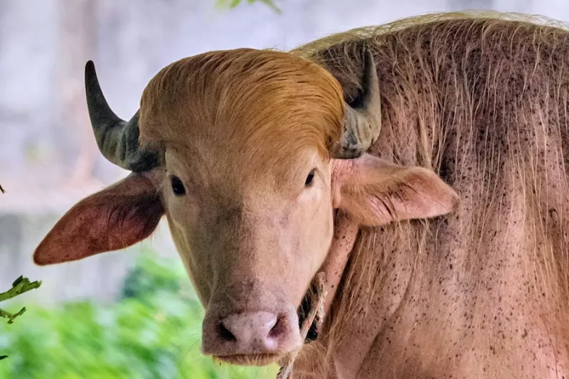 This buffalo with golden locks is a sensation at a Bangladesh zoo due to his similarity to a US president
