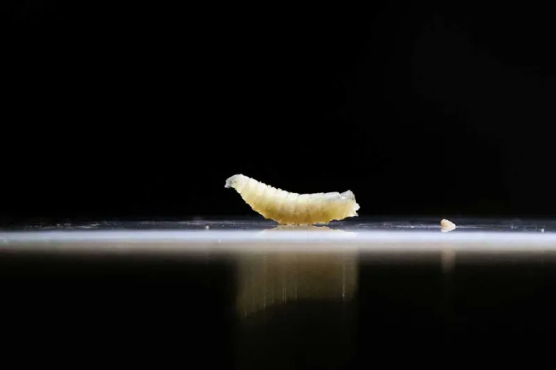 Flesh-eating New World screwworm detected in Texas calf, USDA says, signaling major threat to food production