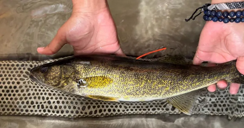 Tagging and learning about walleye in the lower Snake River