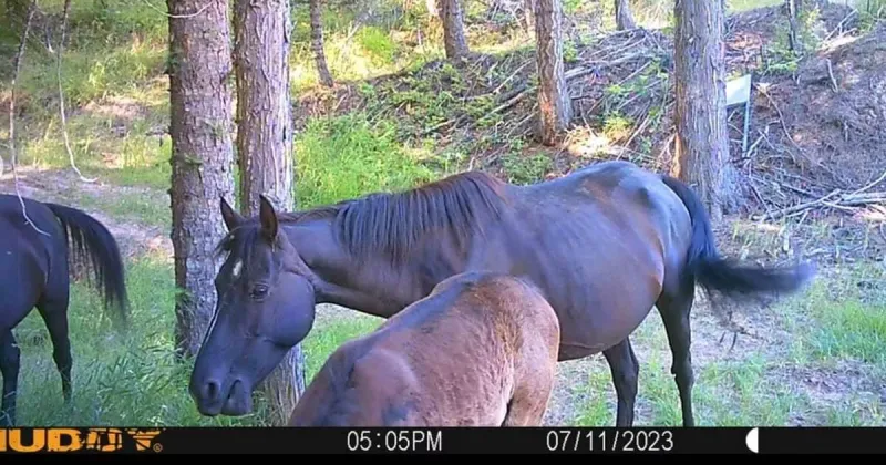 66 horses removed from Idaho property as animal cruelty investigation begins