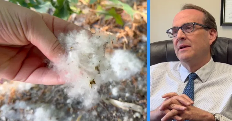 Cottonwood causing sniffles? Experts say it's not the fluff