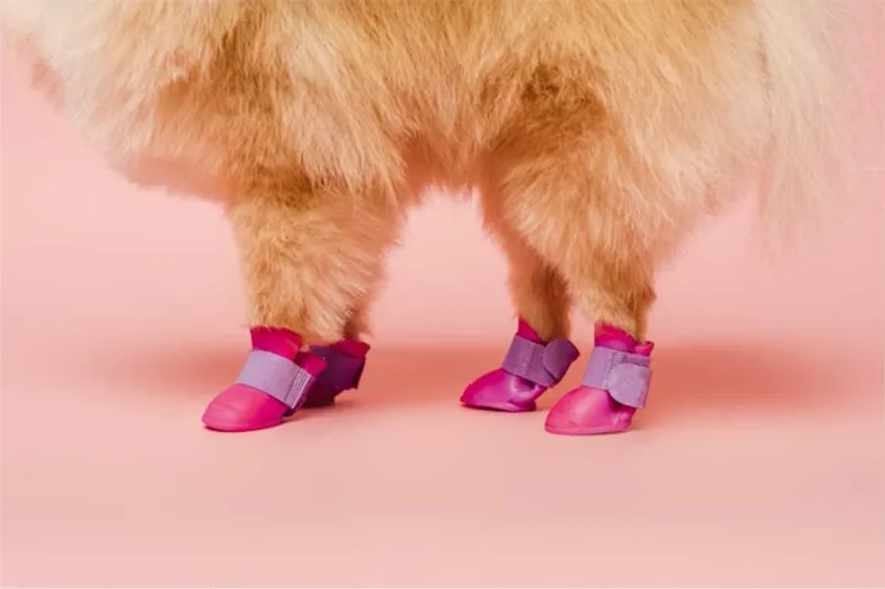 Too hot for your feet? It's too hot for your dog