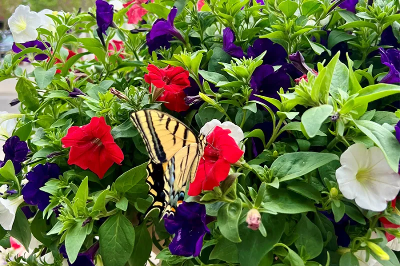 Record-breaking sponsorship reported for downtown beautification program