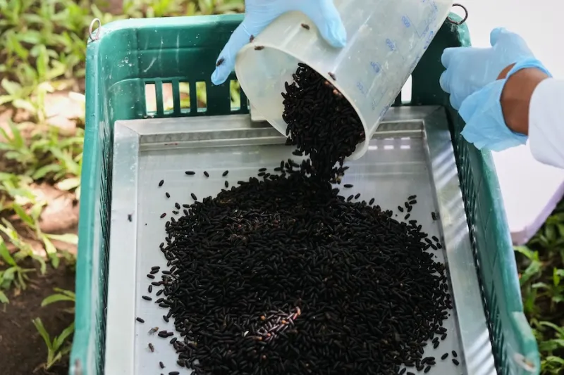 Flesh-eating screwworm has reached the US - a comeback driven by organized crime