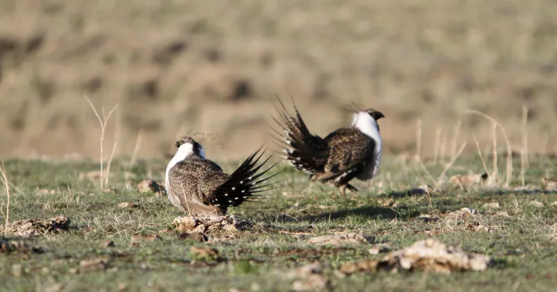 Public comment opportunity for proposed 2026 sage-grouse season, deadline July 5