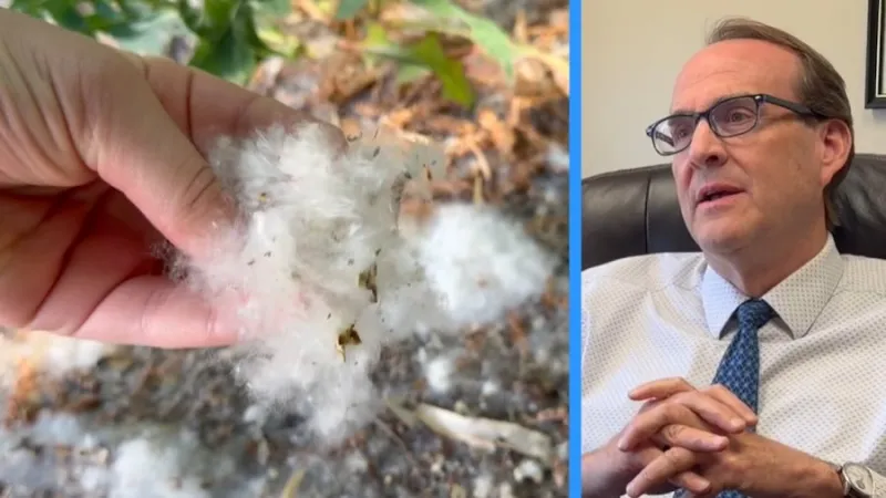 Cottonwood causing sniffles? Experts say it's not the fluff