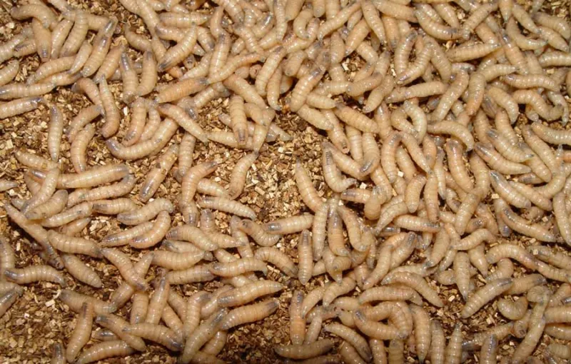 What you need to know about the flesh-eating New World screwworm