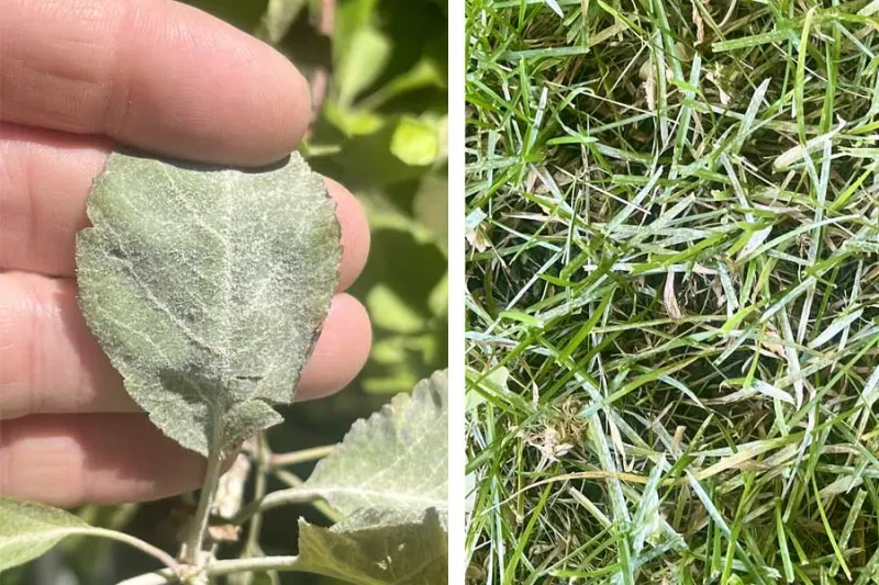How to spot and destroy powdery mildew in your garden