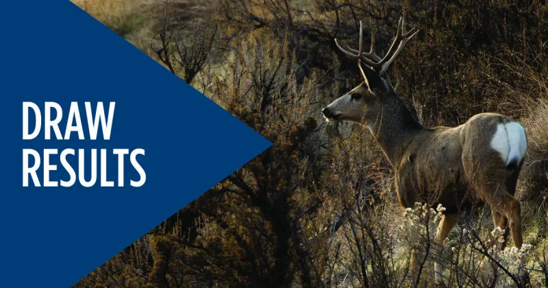 Now available: Controlled hunt drawing results for deer, elk, pronghorn, fall bear, turkey, and swan