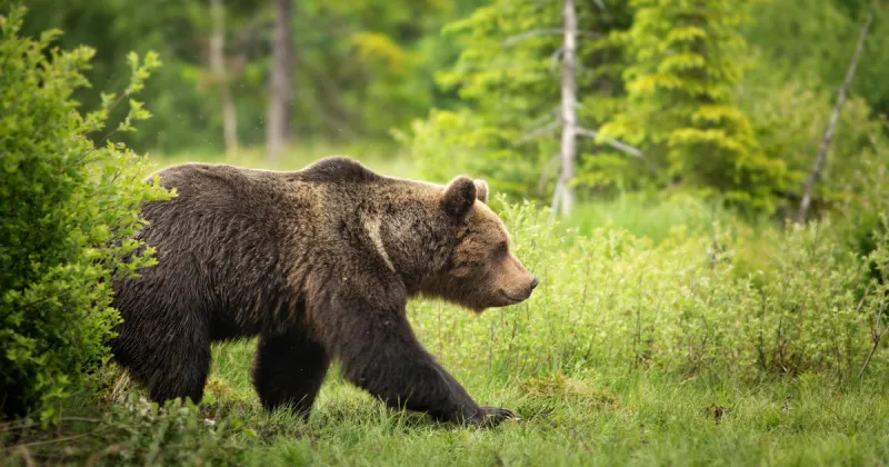 Fish and Game begins grizzly bear research trapping in the northern Panhandle Region