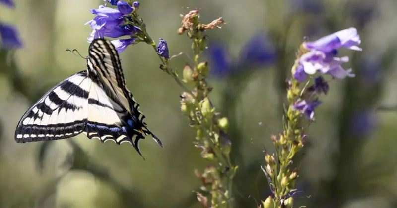Native plants take root at joint Hagerman event
