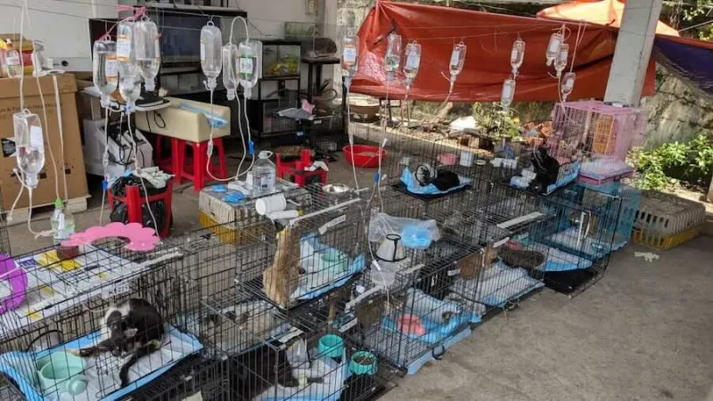 Police rescue more than 400 cats from being eaten in Vietnam in a bust of a major animal theft ring