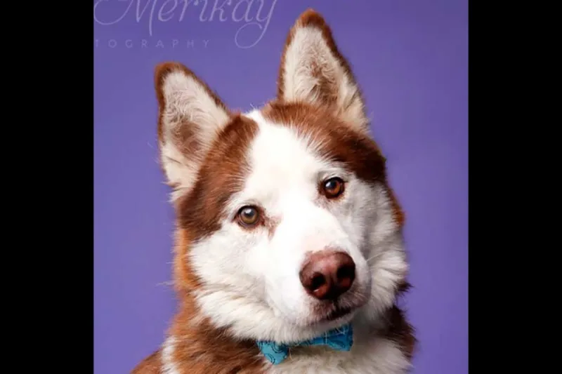 Looking for an adventure buddy? Meet Thor, our Pet of the Week