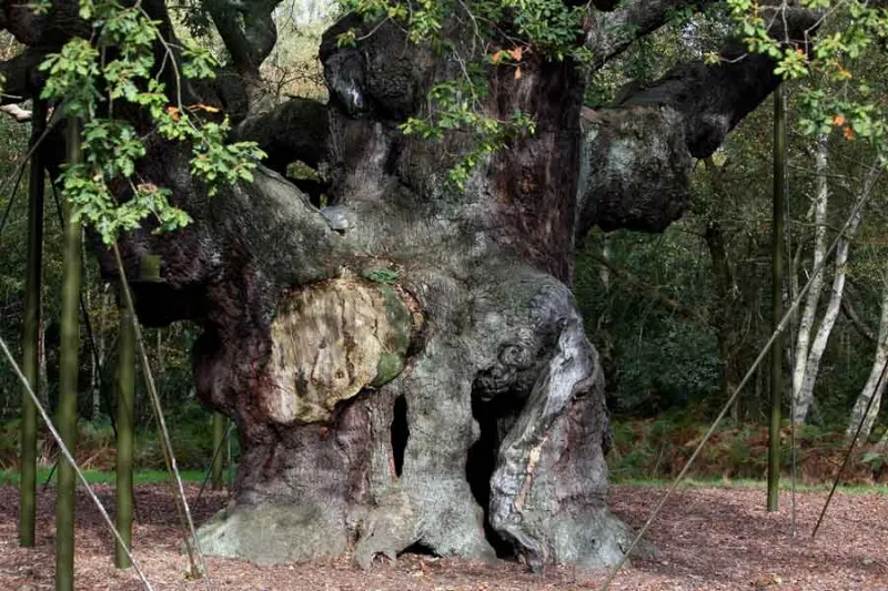An ancient oak tree said to have sheltered legendary Robin Hood has died