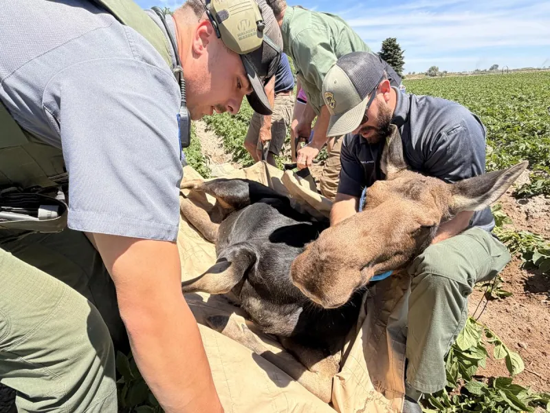 Moose Removed from Yard in Minidoka County