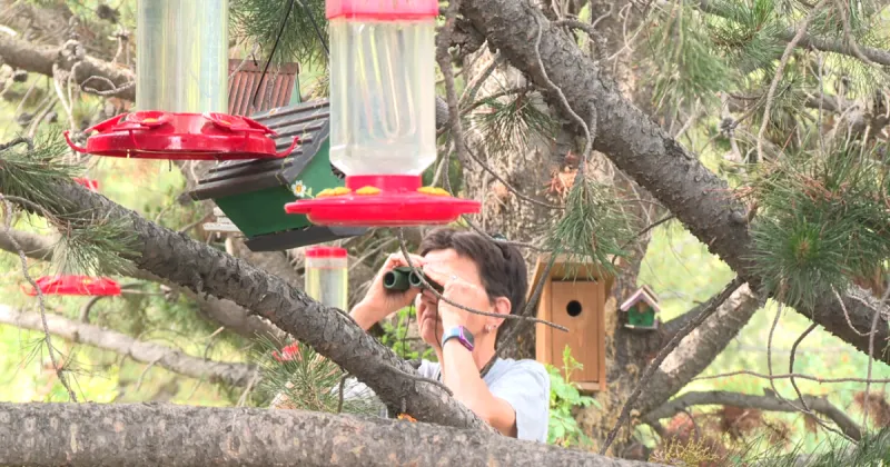 South Hills hummingbird feeding station draws visitors from across the region