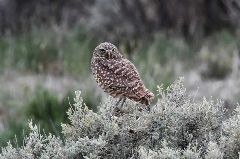 Baby burrowing owls are having their coming-out parties