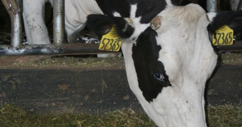 Importance of genomics for genetic improvement in dairy cows