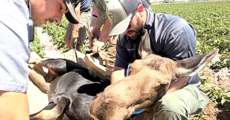 Fish and Game personnel remove moose from backyard near local freeway