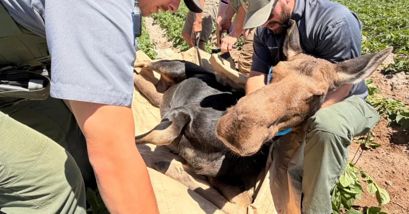 Idaho Fish and Game crews relocate yearling moose from Rupert