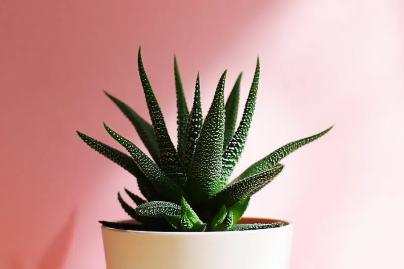 How to find the best gardening information online and in social media