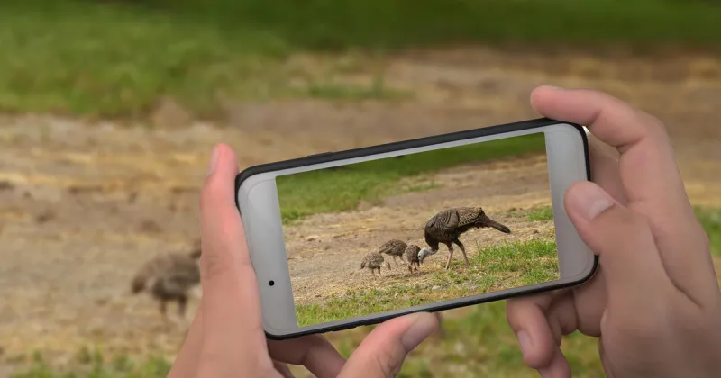 Citizen science is the key to F&G's hugely successful program, Turkey Tracker