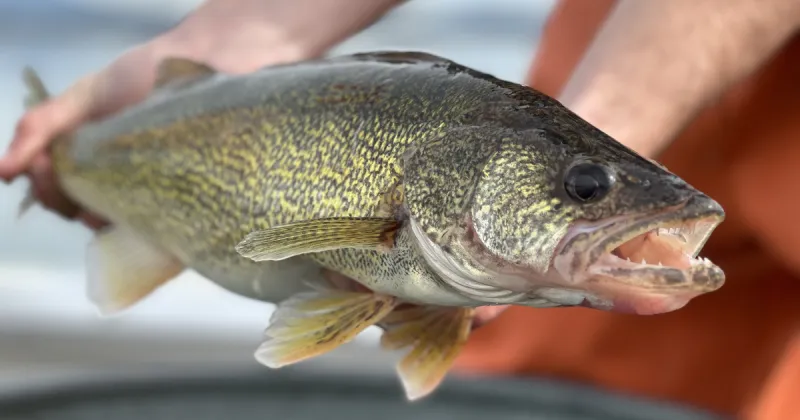 Walleye are a bad match for Idaho waters, and F&G asks anglers to help stop their expansion