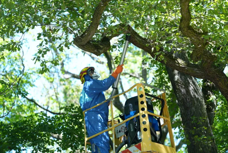 Germany battles aggressive outbreak of poisonous caterpillars