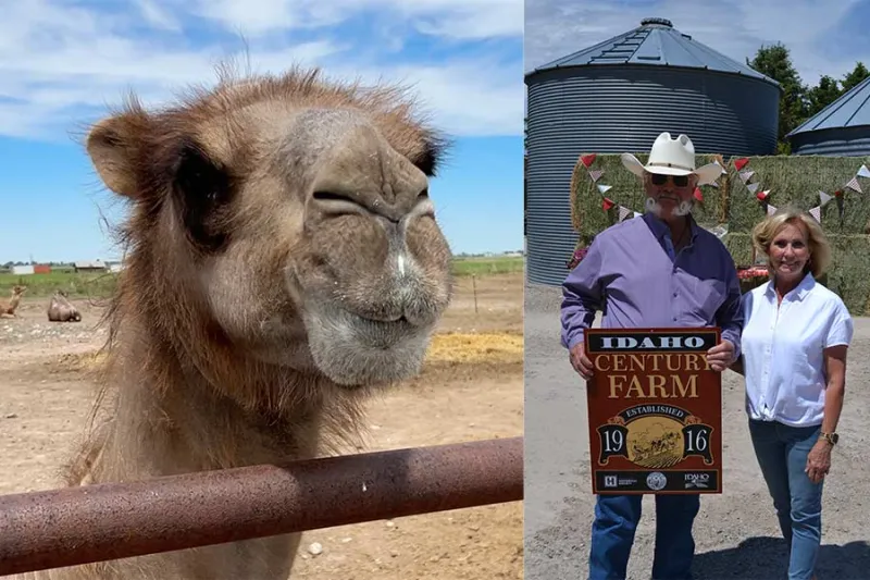 This Idaho Falls farmer raises camels - and he's hoping his Century Farm survives