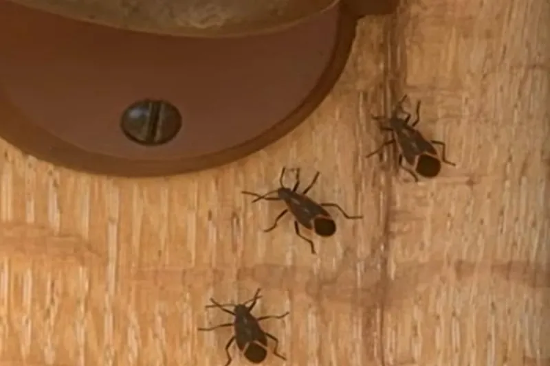 Best Ways To Eliminate Box Elder Bugs On Your Idaho Property
