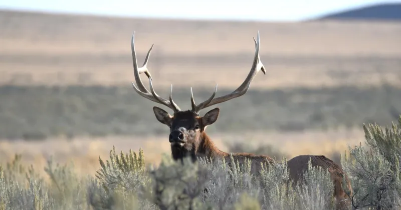 Most capped elk zone tags go on sale at 10 a.m. MDT July 8; Sawtooth Zone tags on July 10