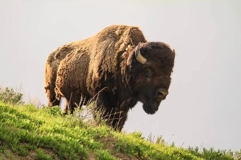 Bison injures 12-year-old child in Yellowstone National Park