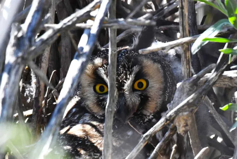 Long-eared owls found nesting in east Idaho