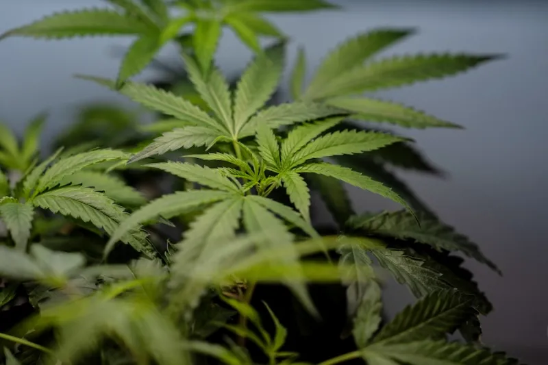 In rural Idaho, medical marijuana ballot initiative hits setback after signatures turned in late