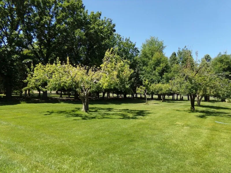 Apparently Idaho's Trees Could Be Thinking Beings with Rights