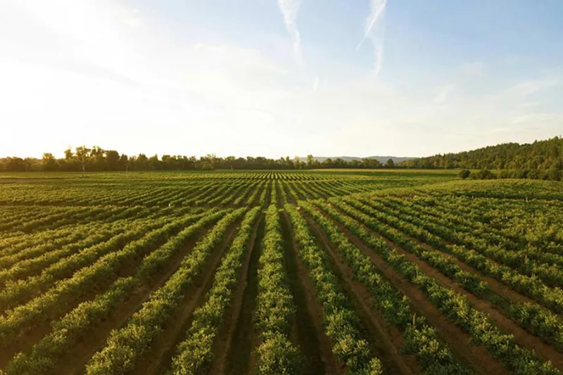 Iran conflict hits home as high fuel, fertilizer costs squeeze eastern Idaho