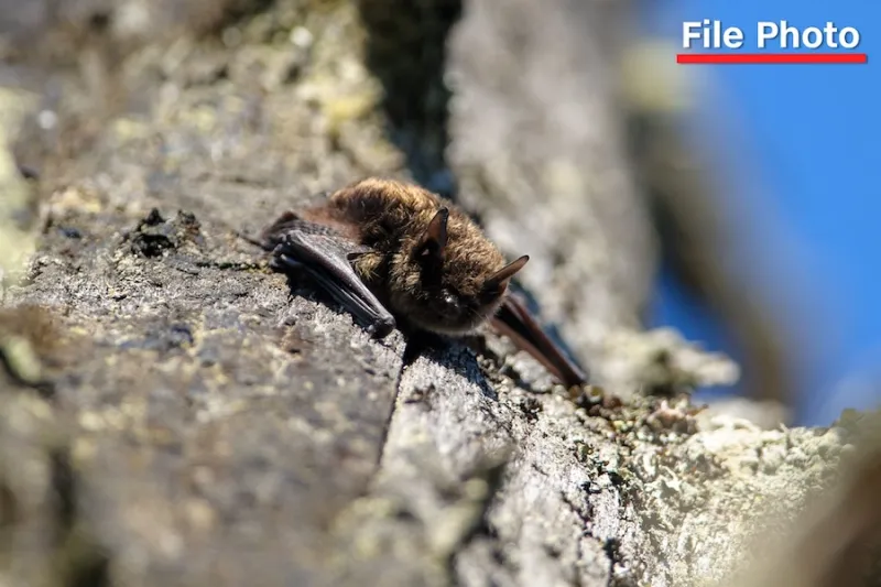 11-year-old boy died from rabies after waking up with bat on his mouth