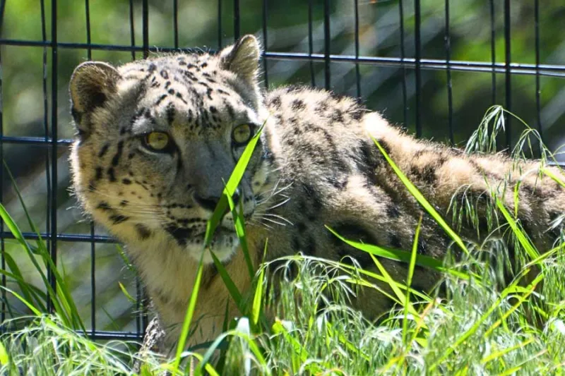 Idaho Falls Zoo welcomes 'Lenny' the snow leopard