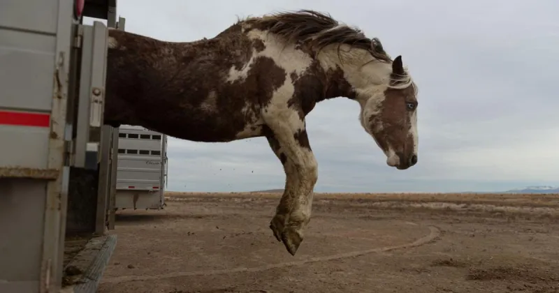 BLM to gather wild horses in Saylor Creek management area
