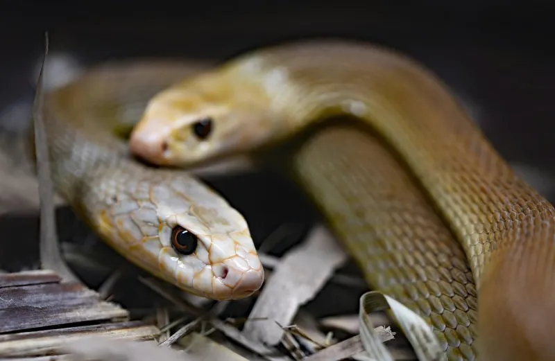 Prepare for Some Of The World's Scariest Reptiles To Be In Idaho