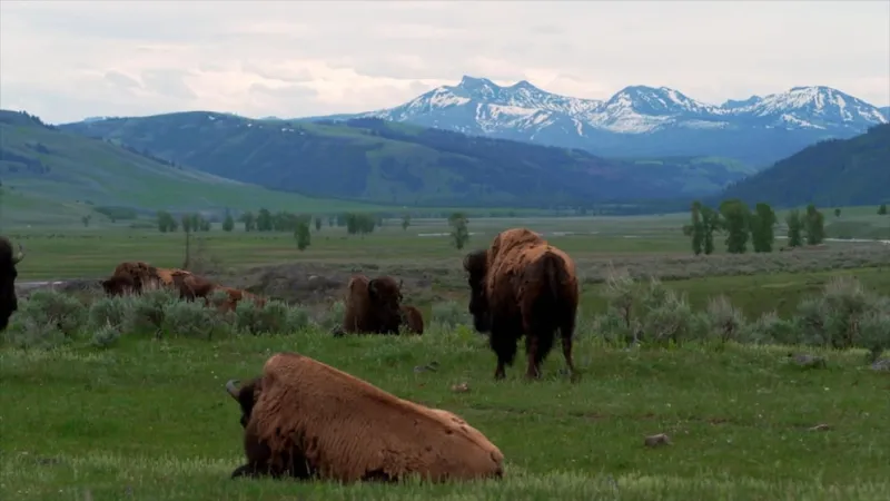 '7 Natural Wonders of America': Yellowstone National Park