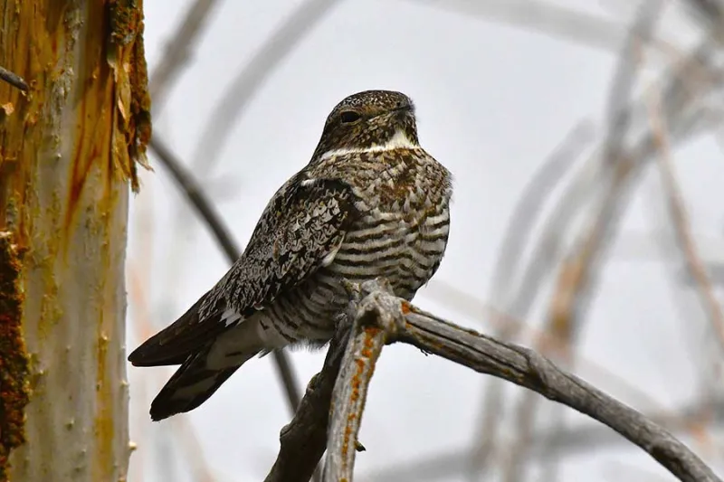 This tiny bird knocked my hat off - and it wasn't afraid to do it again