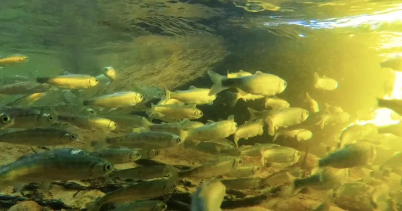 F&G releases the first generation of 'captive broodstock' kokanee