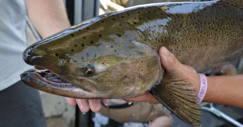 Chinook fishing on the Upper Salmon River will end on July 15