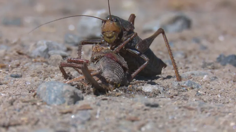Mild winter triggers major Mormon cricket infestation in Fremont County