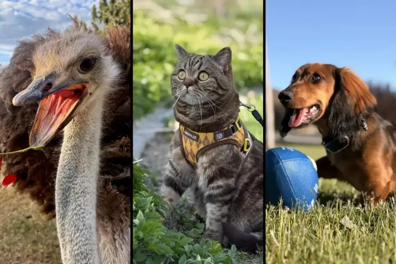 WINNERS: 2026 Valley View Veterinary Clinic Pet Photo Contest